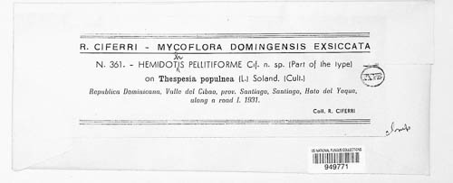 Hemidothis pellitiformis image